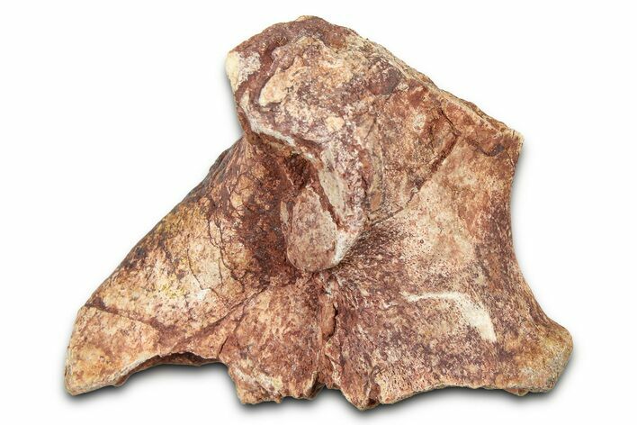 Fossil Dinosaur (Tenontosaurus) Vertebra Bone Section - Montana #378204